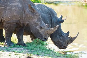 Kruger National Park Safari
