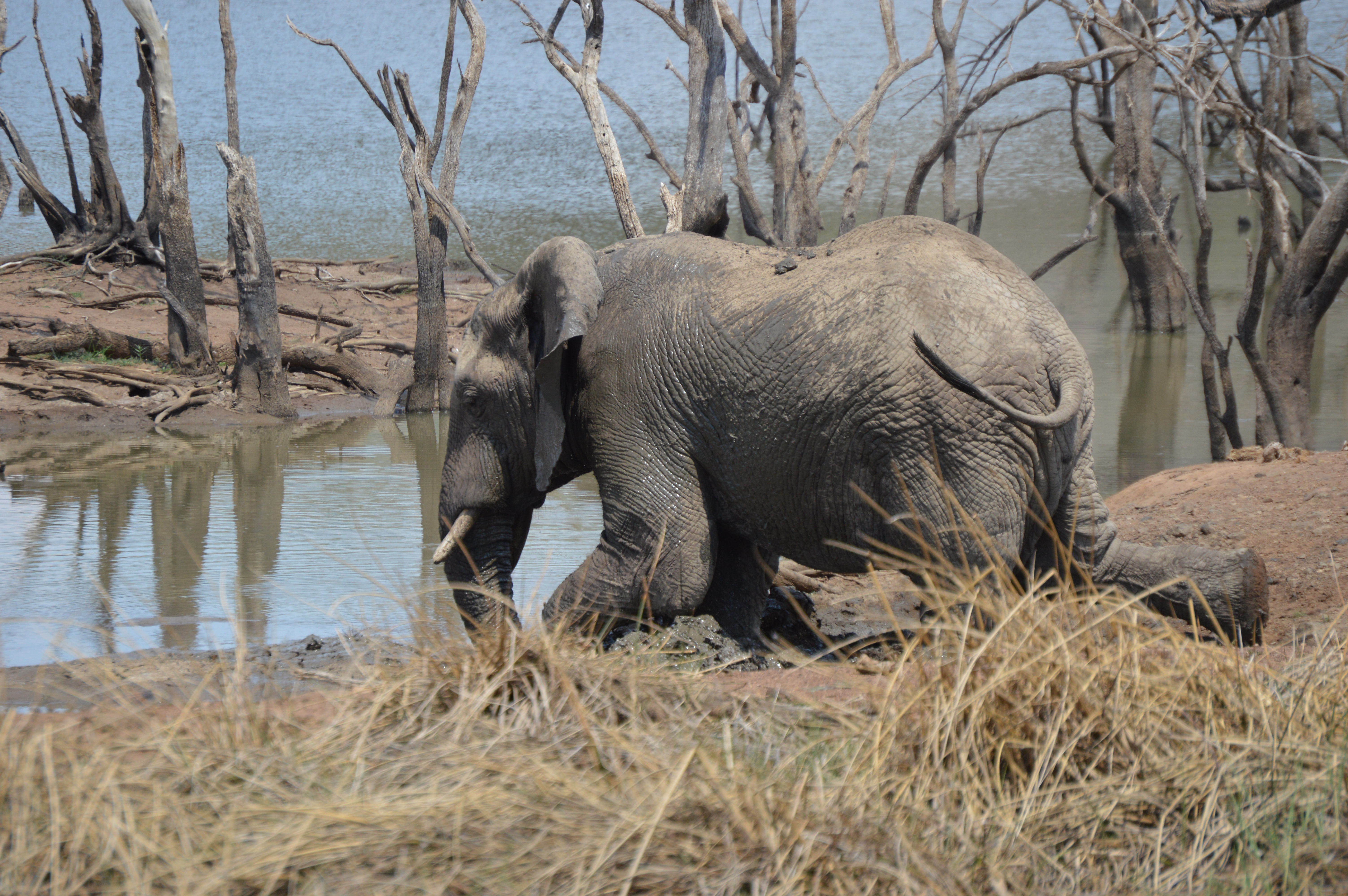 kruger-national-park-safari-south-africa