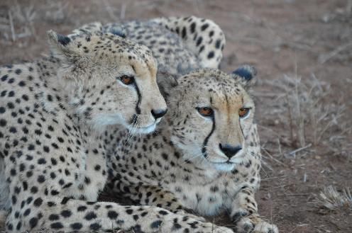 Cheetah, Kruger Safari, South Africa