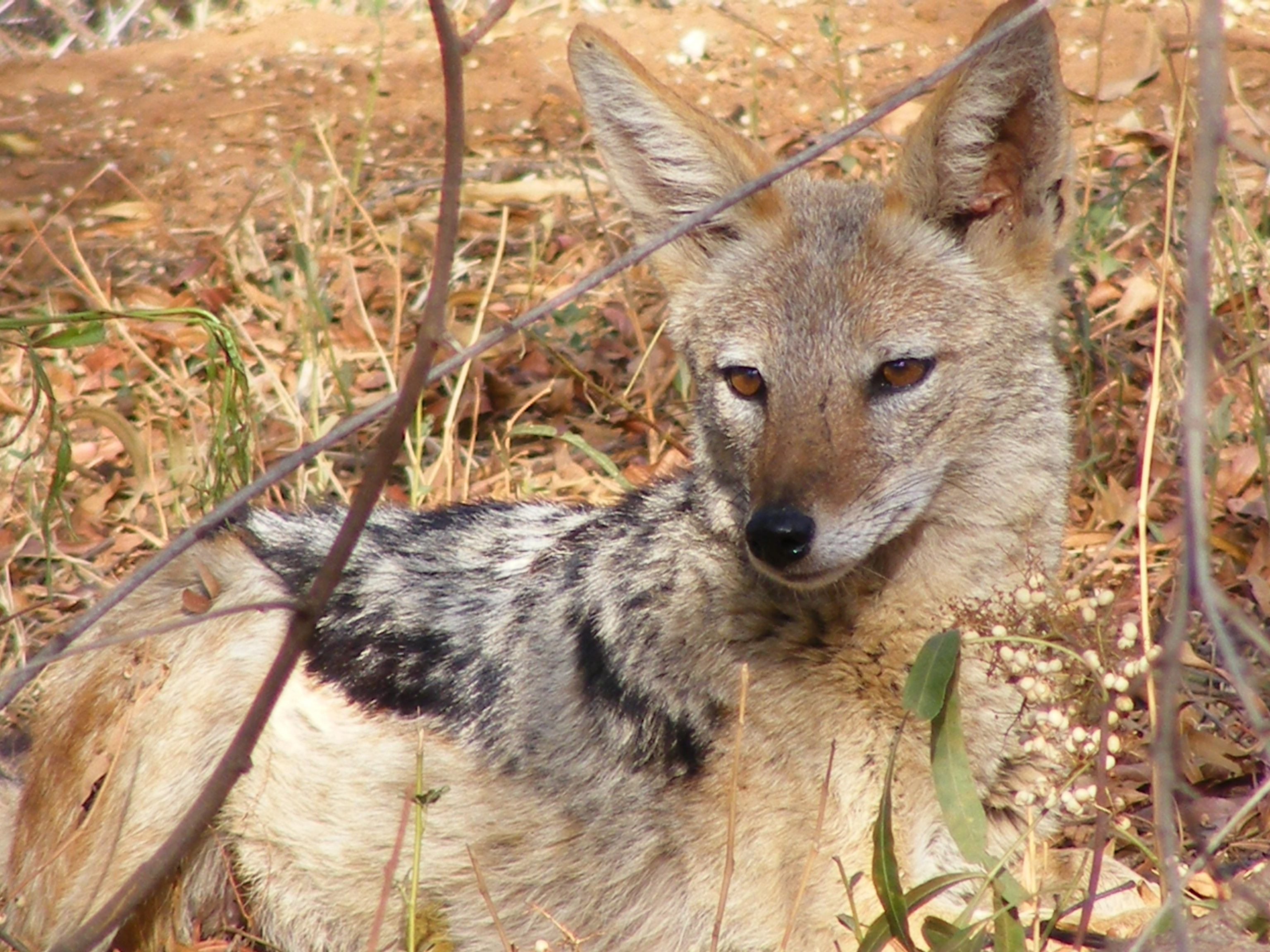kruger-national-park-safari-south-africa