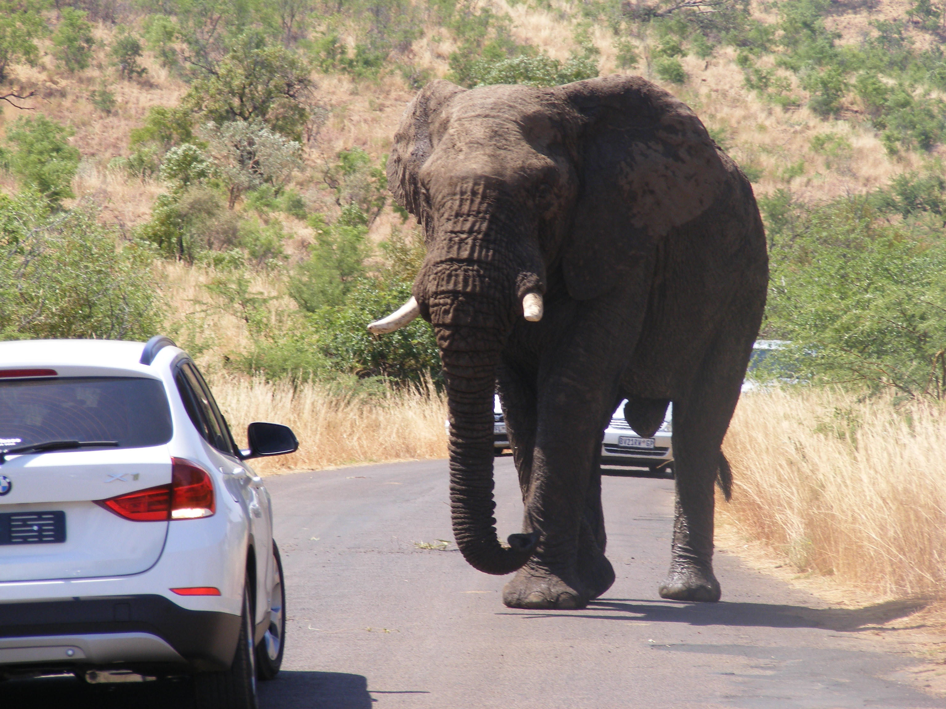 kruger-national-park-safari-south-africa
