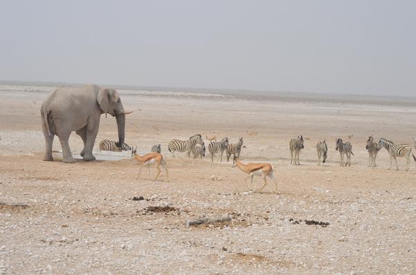 African Elephant, Plains Zebra, Springbok, Safari