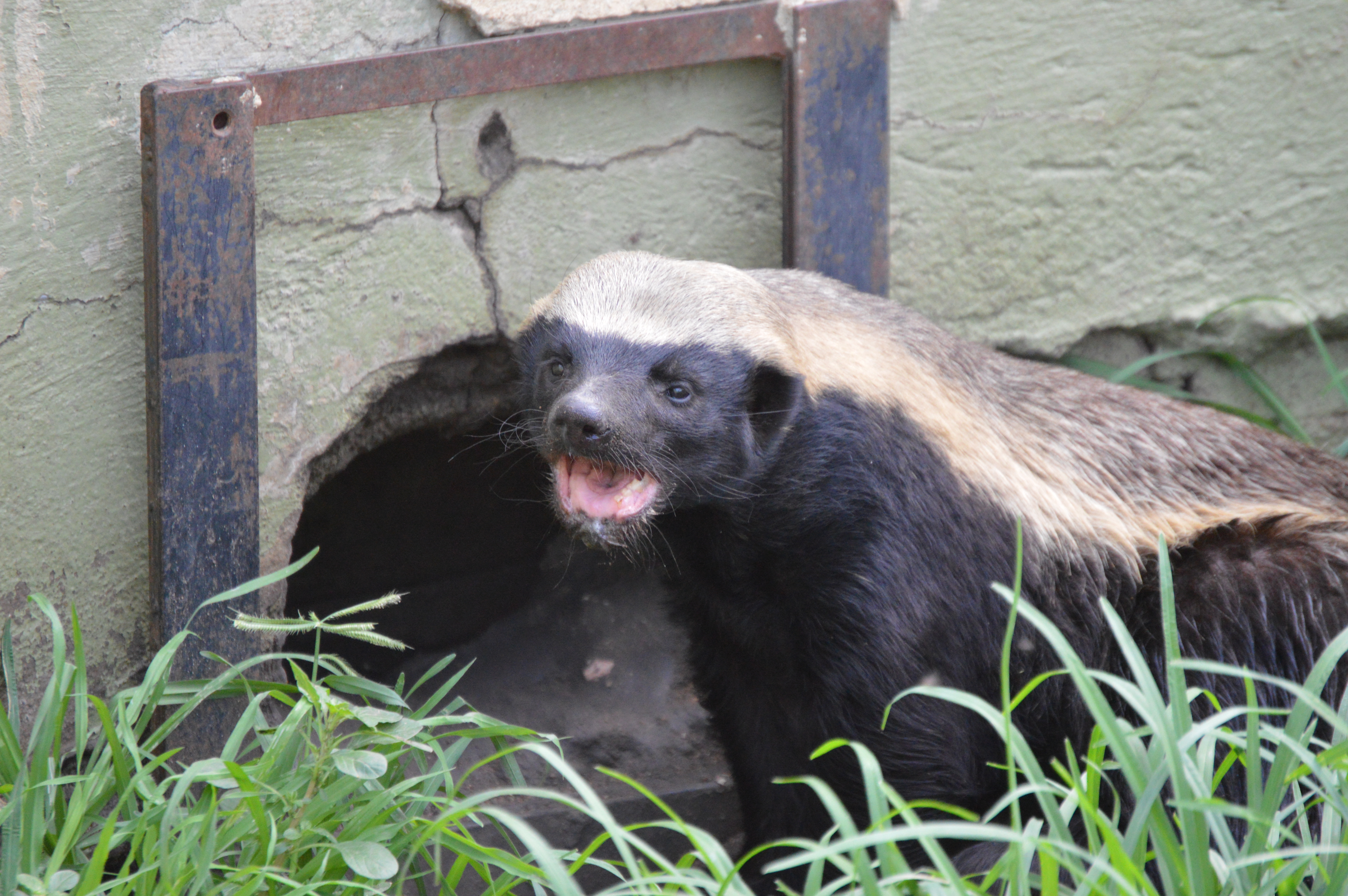 Stoffel-Moholoholo wildlife rehabilitation centre-Honey Badger-Red Africa Safaris-7 Day Safari
